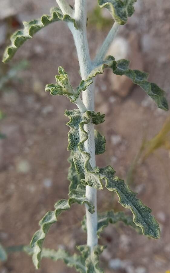 Pulicaria undulata leaf