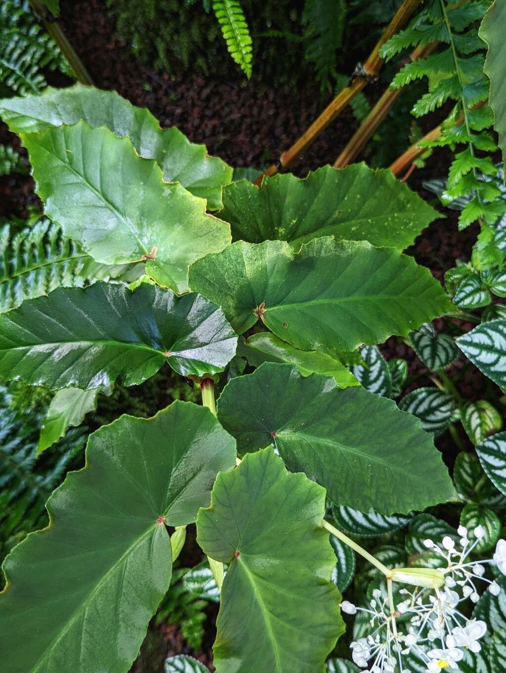 Begonia angularis — search result for 'Begonia'