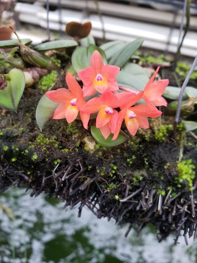 Cattleya cernua flower