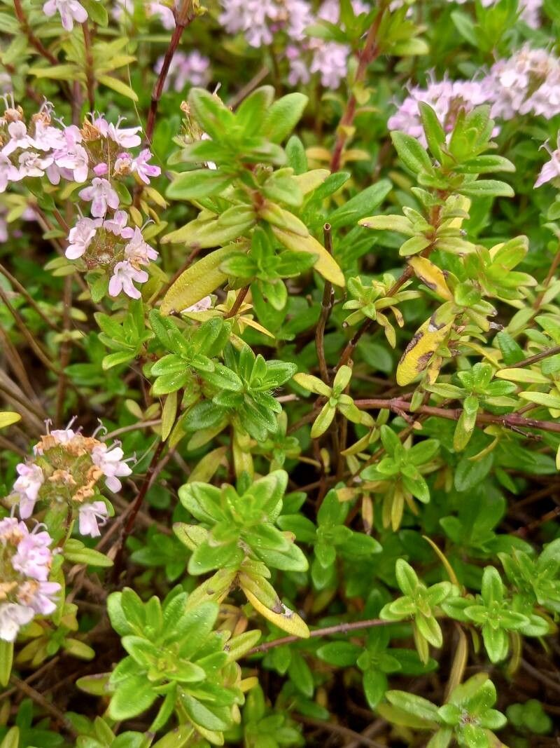 Thymus longicaulis — search result for 'Thymus'