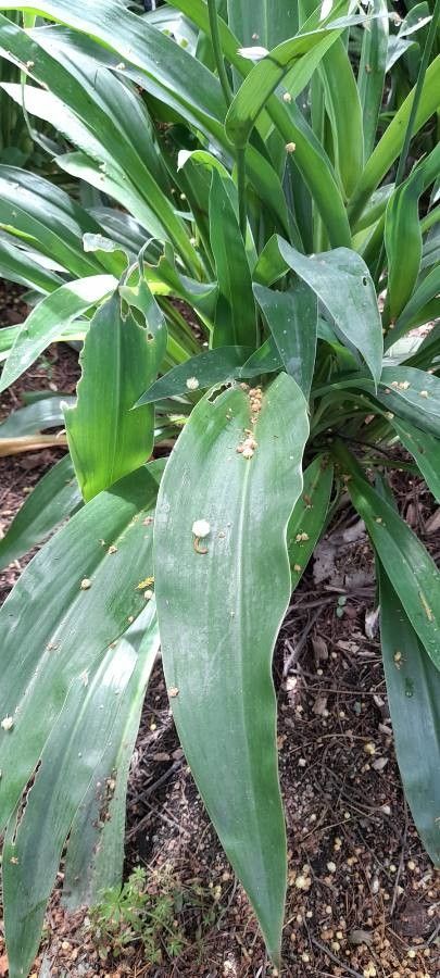 Arthropodium cirrhatum leaf