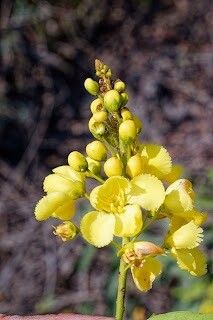 Acridocarpus zanzibaricus — search result for 'Acridocarpus'