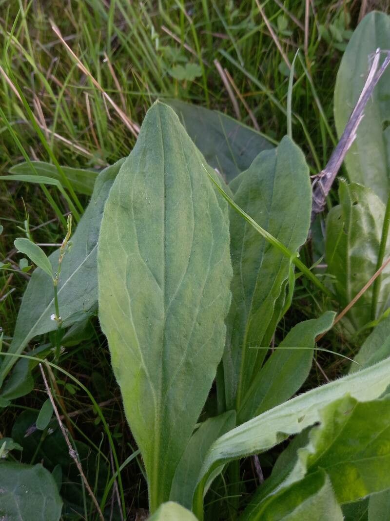 Plantago media leaf