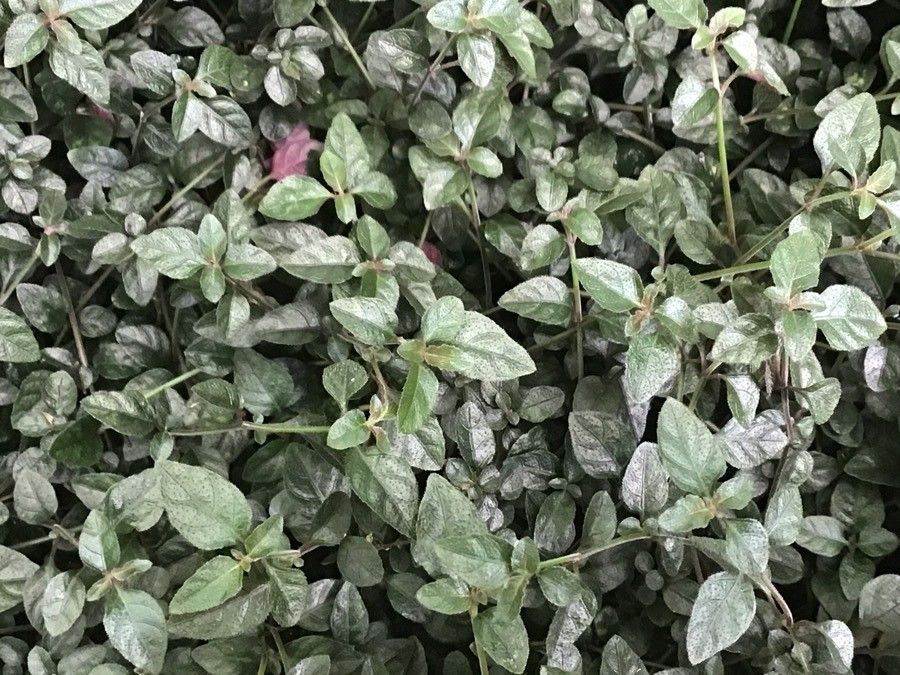 Phaulopsis pulchella — houseplant care guide