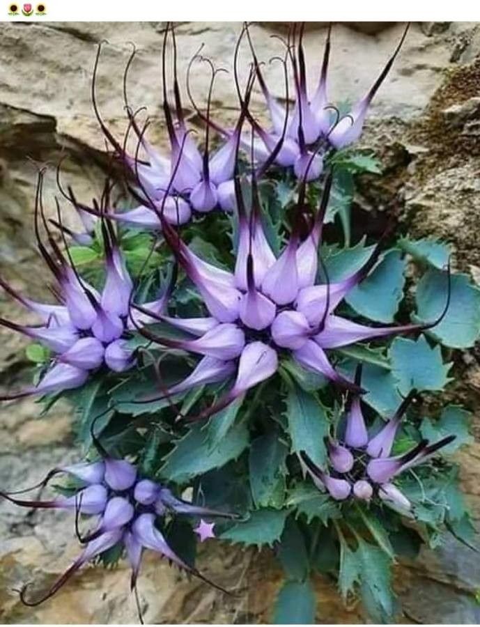 Physoplexis comosa flower