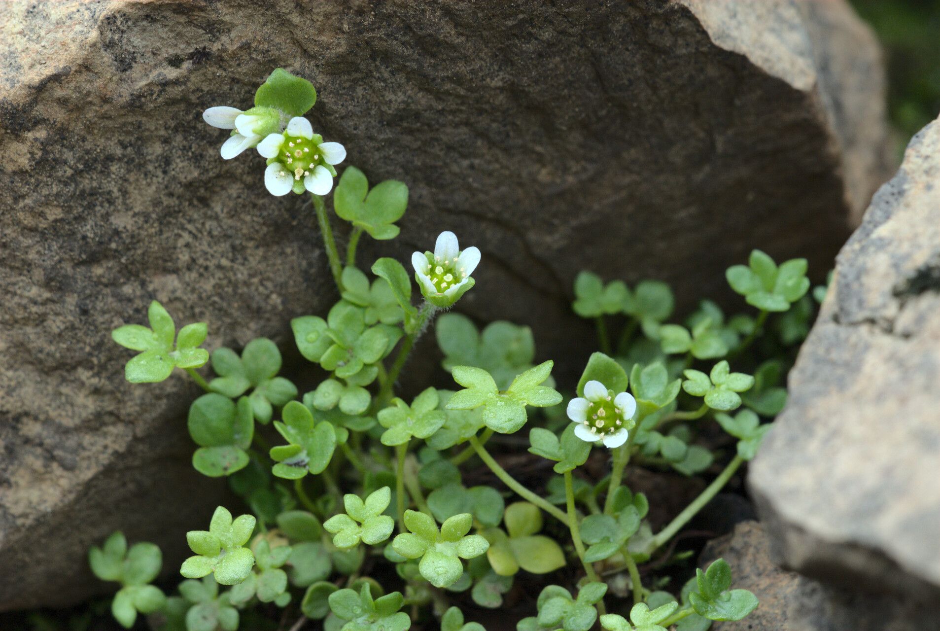 Saxifraga rivularis — search result for 'Saxifraga'