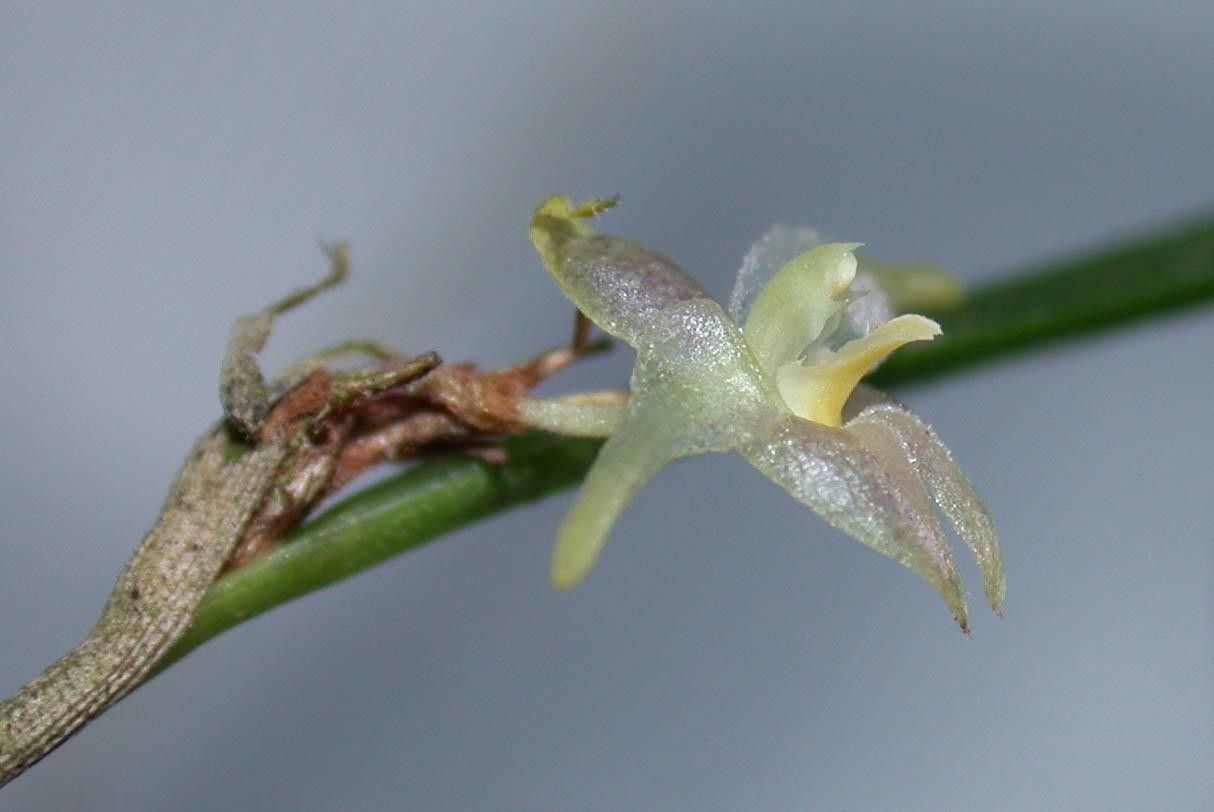 Myoxanthus sotoanus other