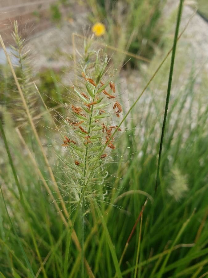 Pennisetum longistylum fruit