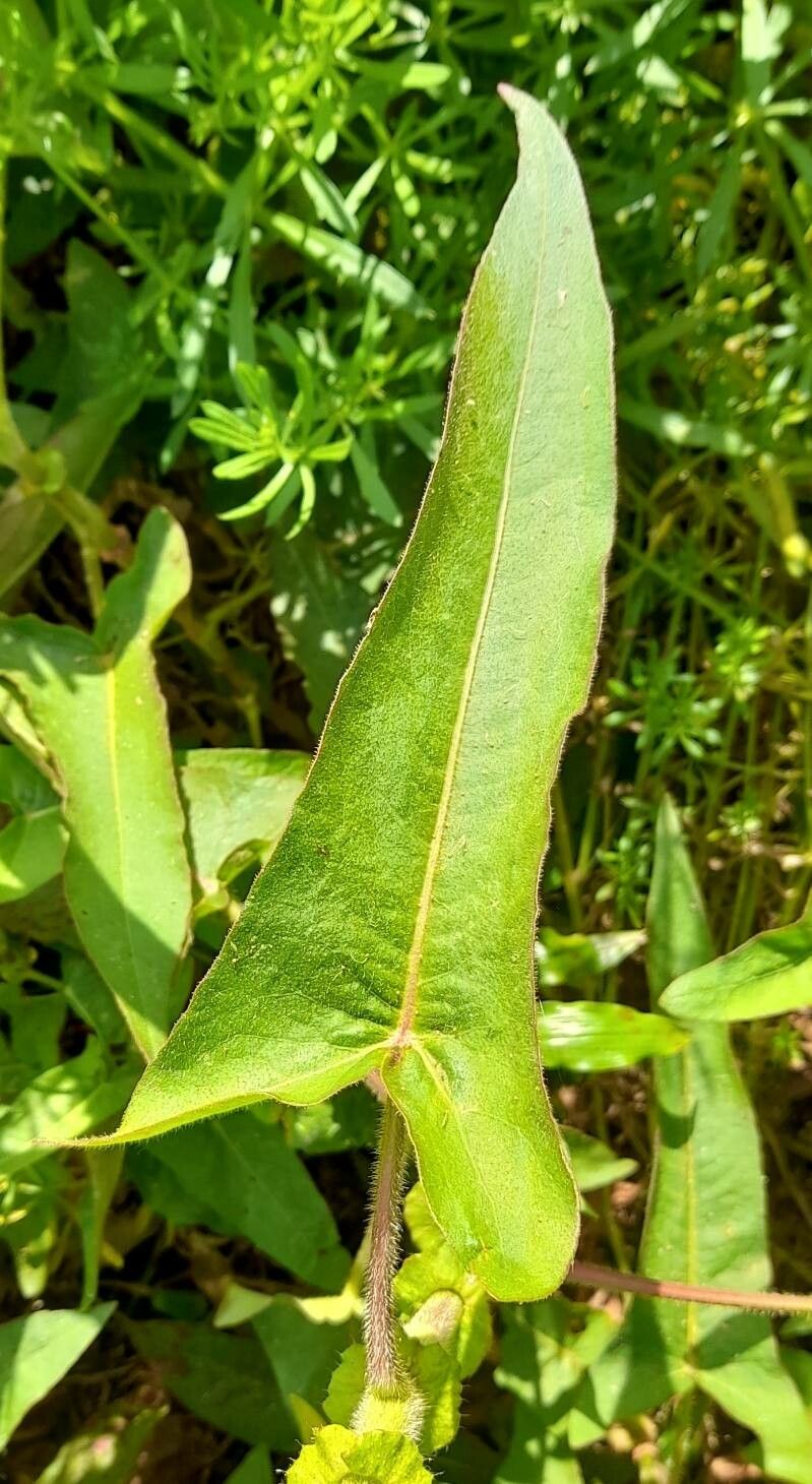 Polygonum stelligerum — houseplant care guide