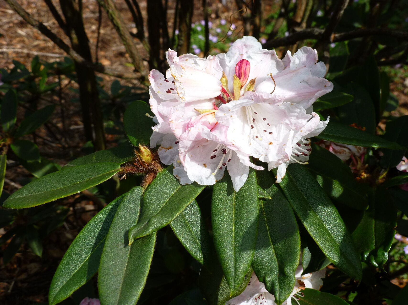 Rhododendron pachytrichum flower