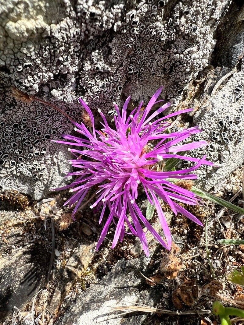 Centaurea tenorei flower