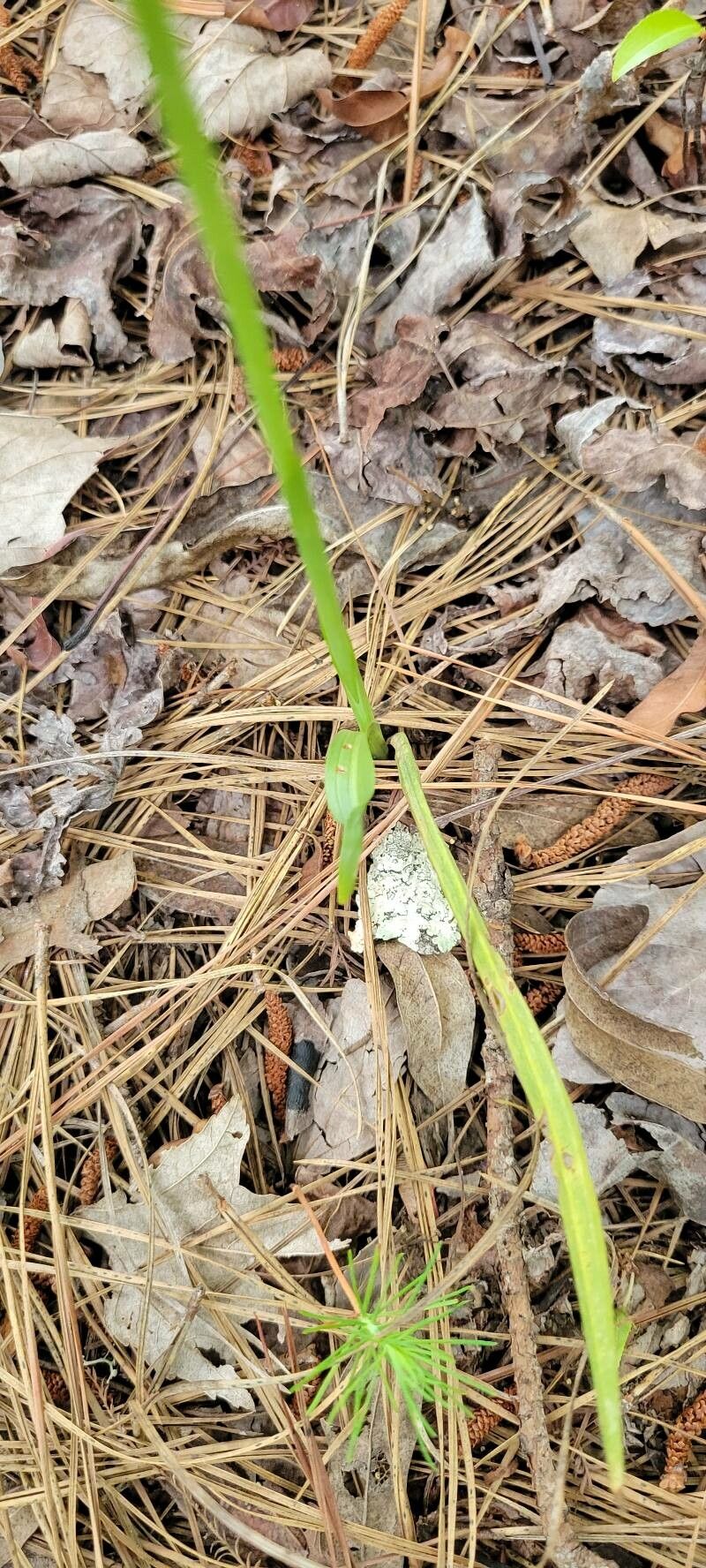 Spiranthes praecox — search result for 'Spiranthes'