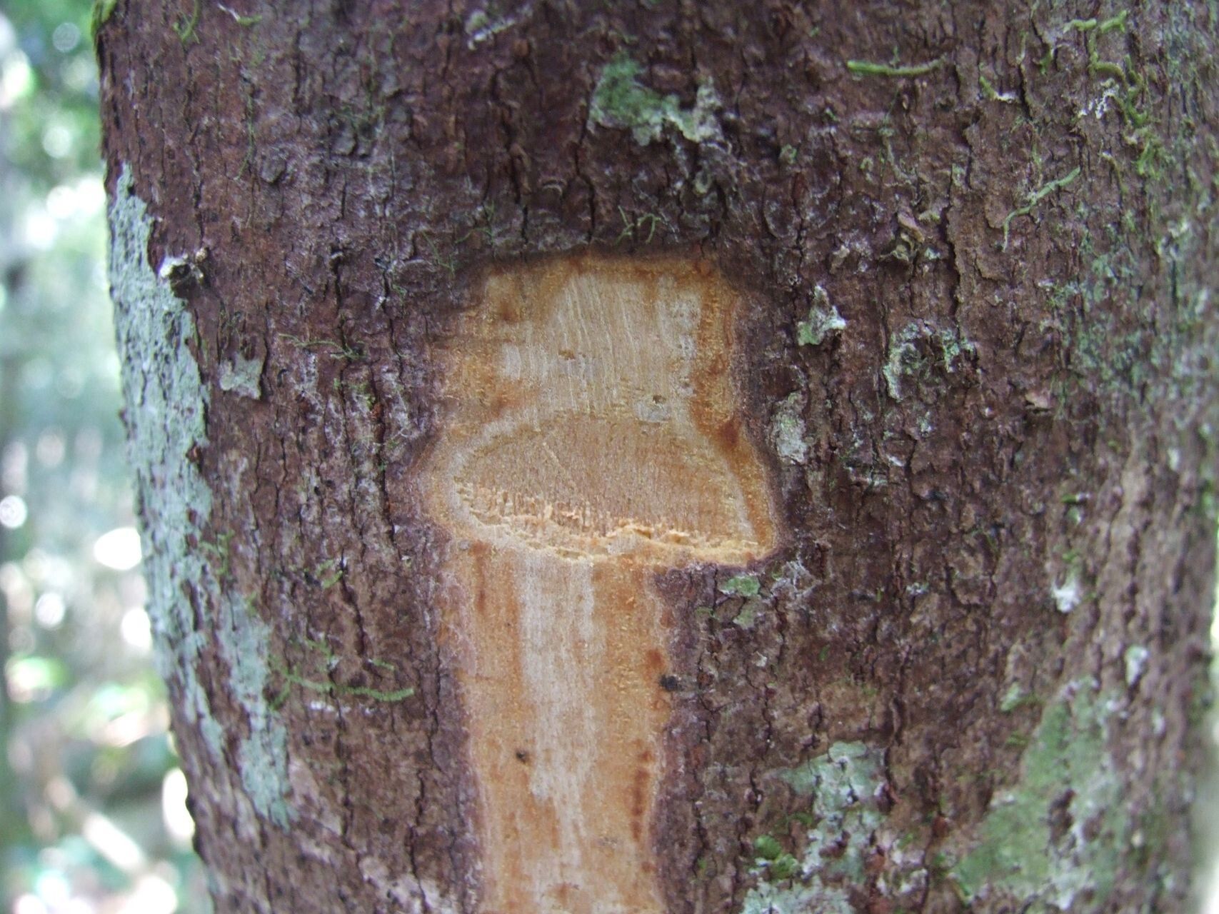 Cryptocarya barrabeae bark