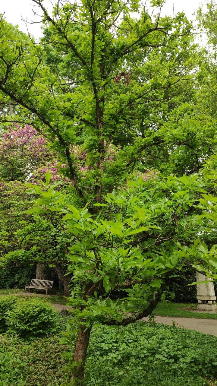 Quercus lyrata habit