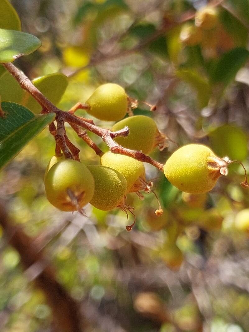 Leptolaena cuspidata fruit
