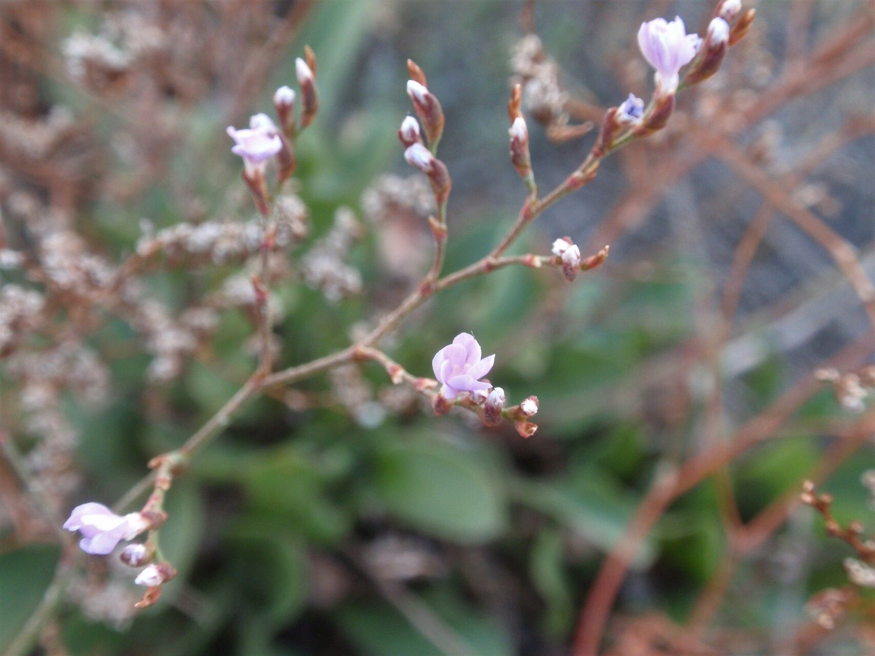 Limonium angustebracteatum flower