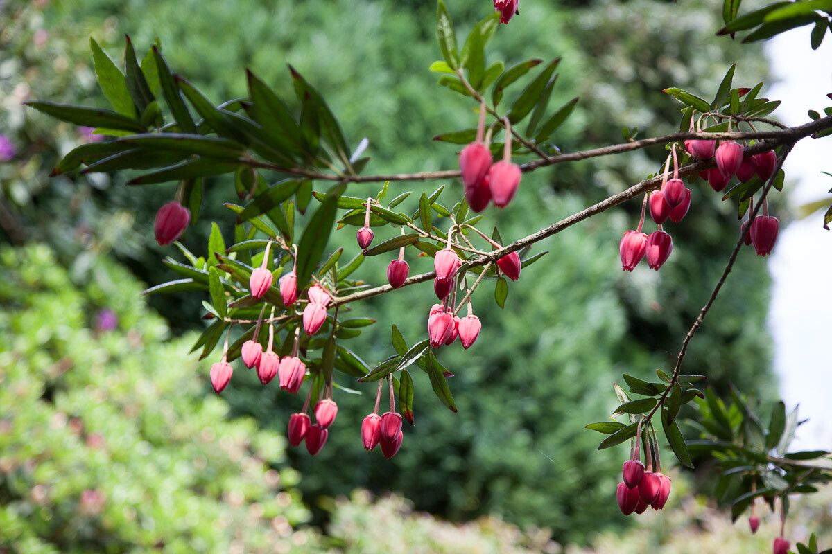Crinodendron hookerianum leaf