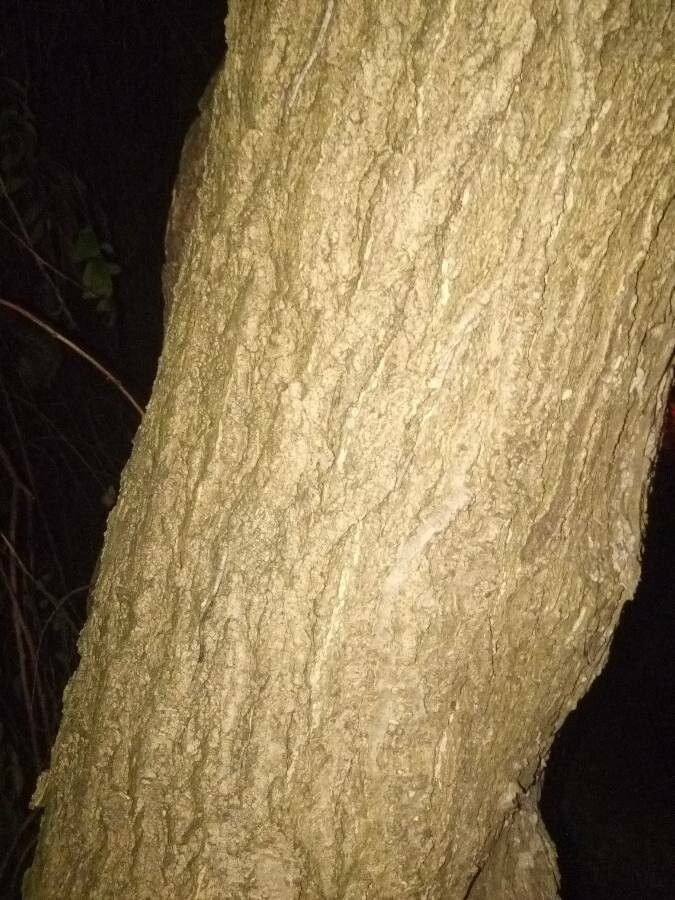 Pterogyne nitens bark