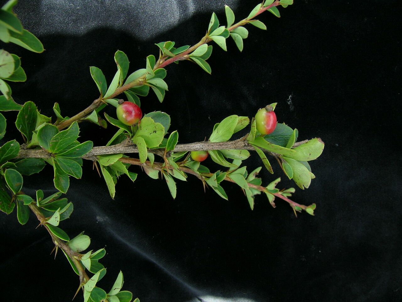 Berberis angulosa habit