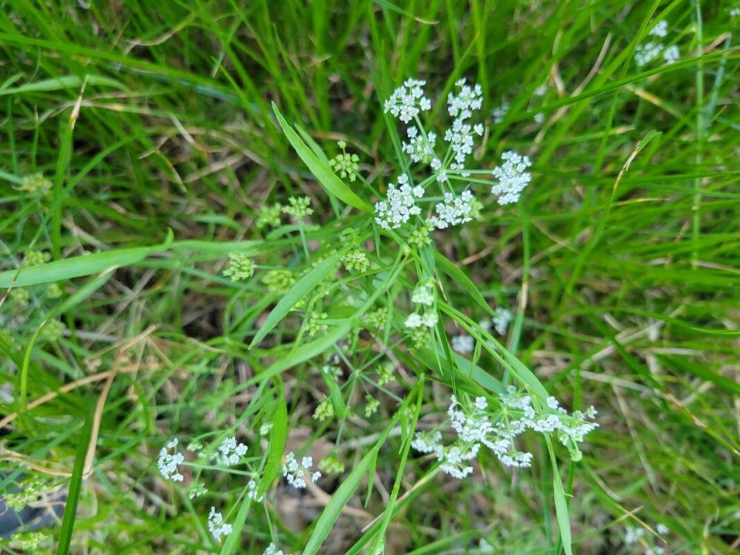 Limnosciadium pinnatum — related species from the same genus