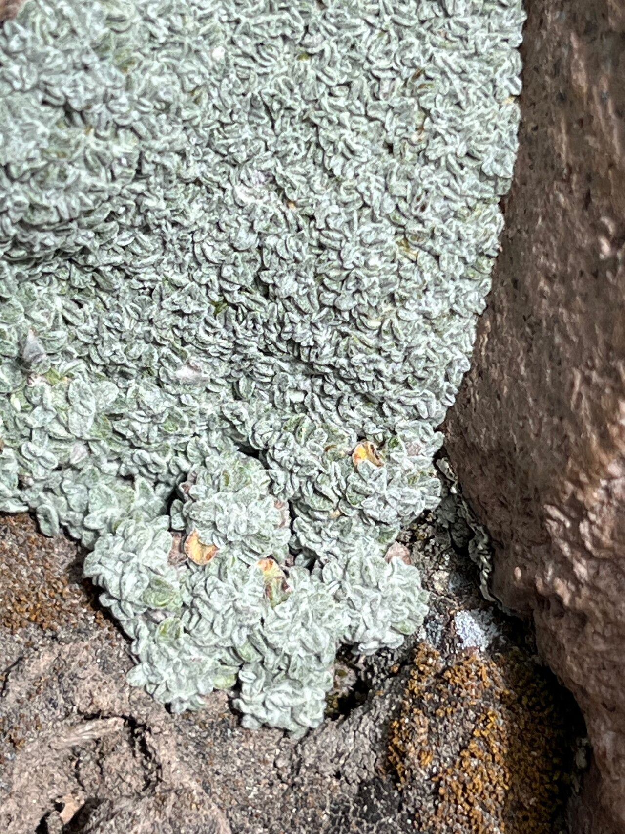 Mniodes caespititia leaf