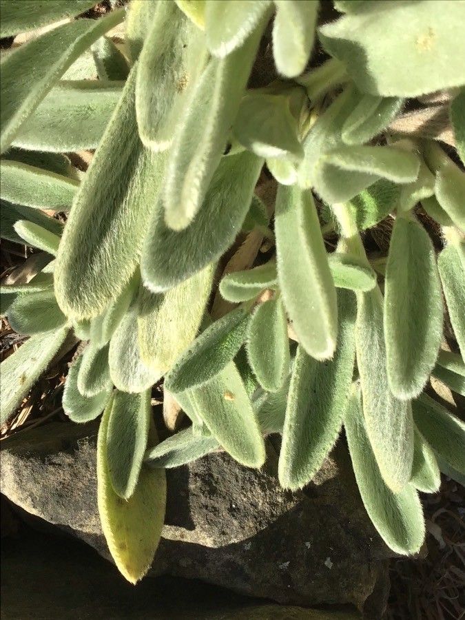 Stachys tmolea — search result for 'Stachys'