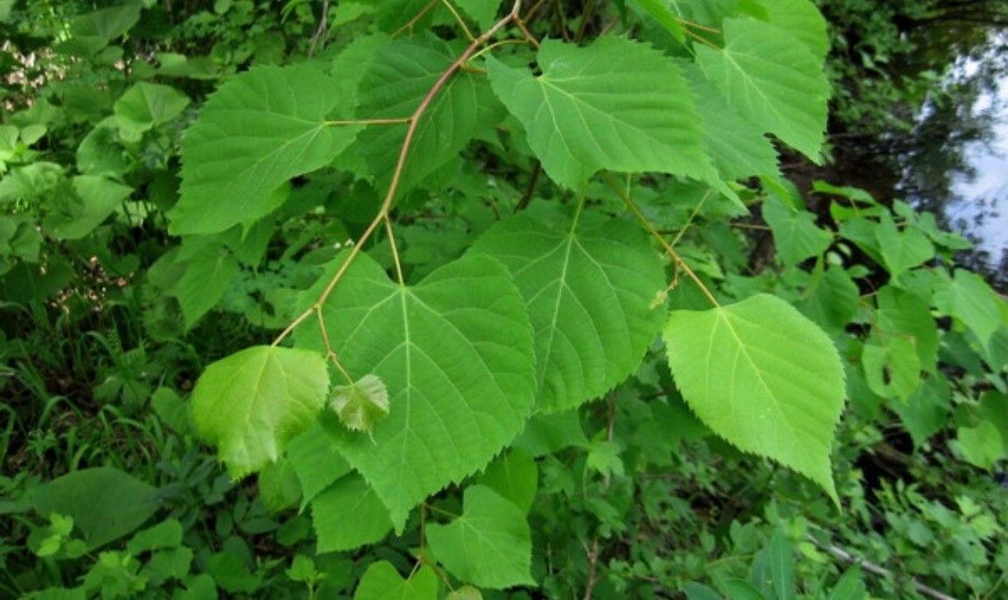 Tilia amurensis leaf