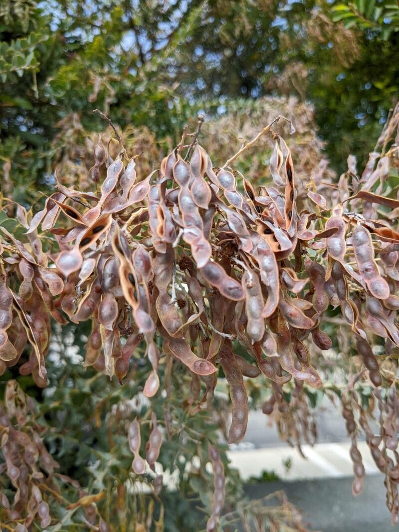 Acacia podalyriifolia fruit