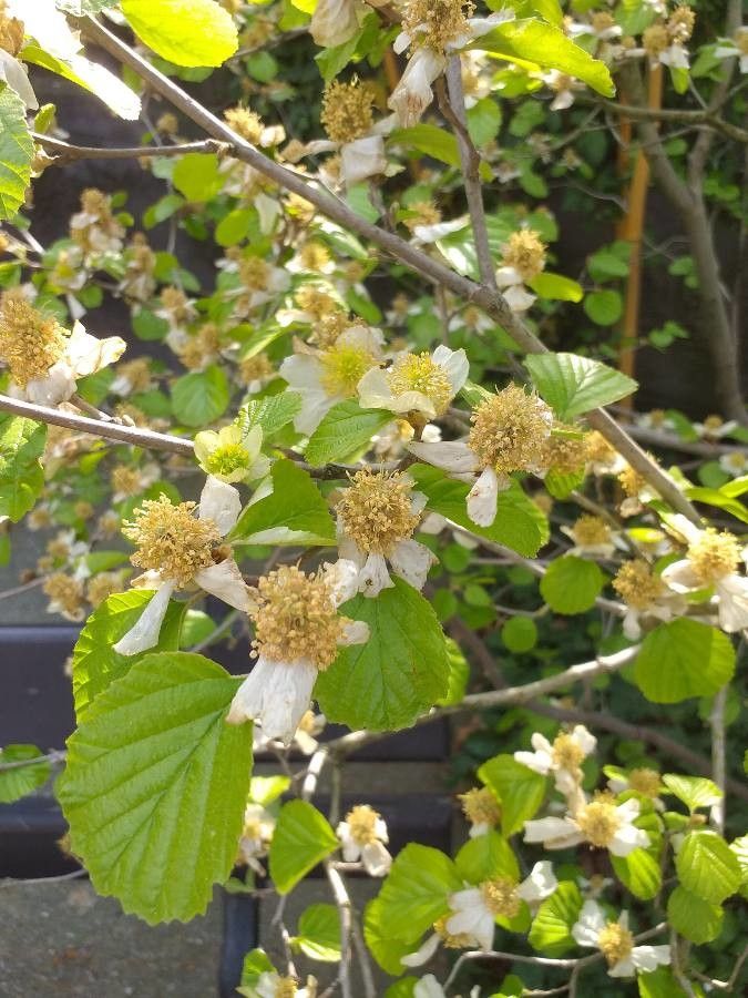 Parrotiopsis jacquemontiana flower