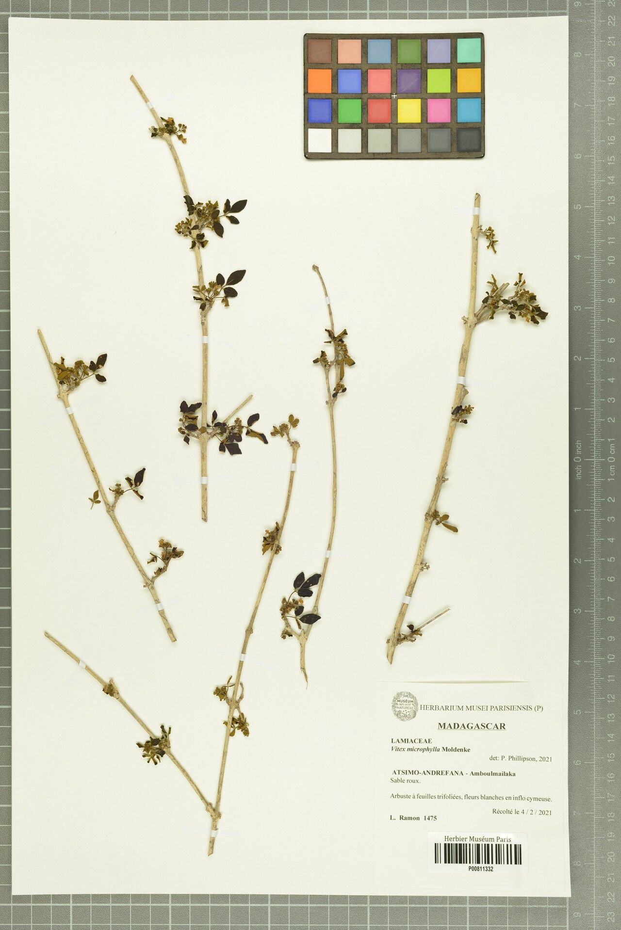 Vitex microphylla — houseplant care guide