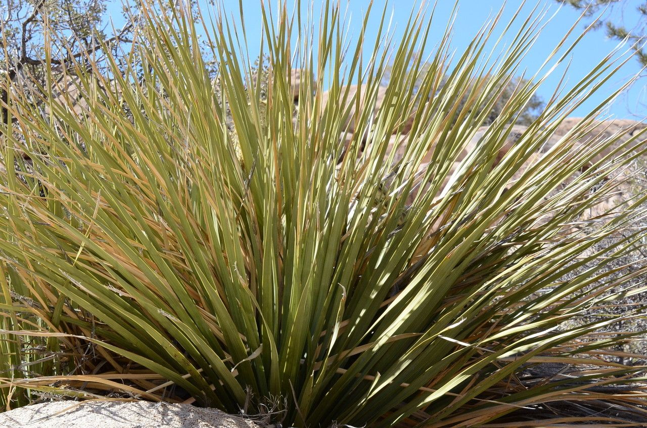Nolina parryi habit