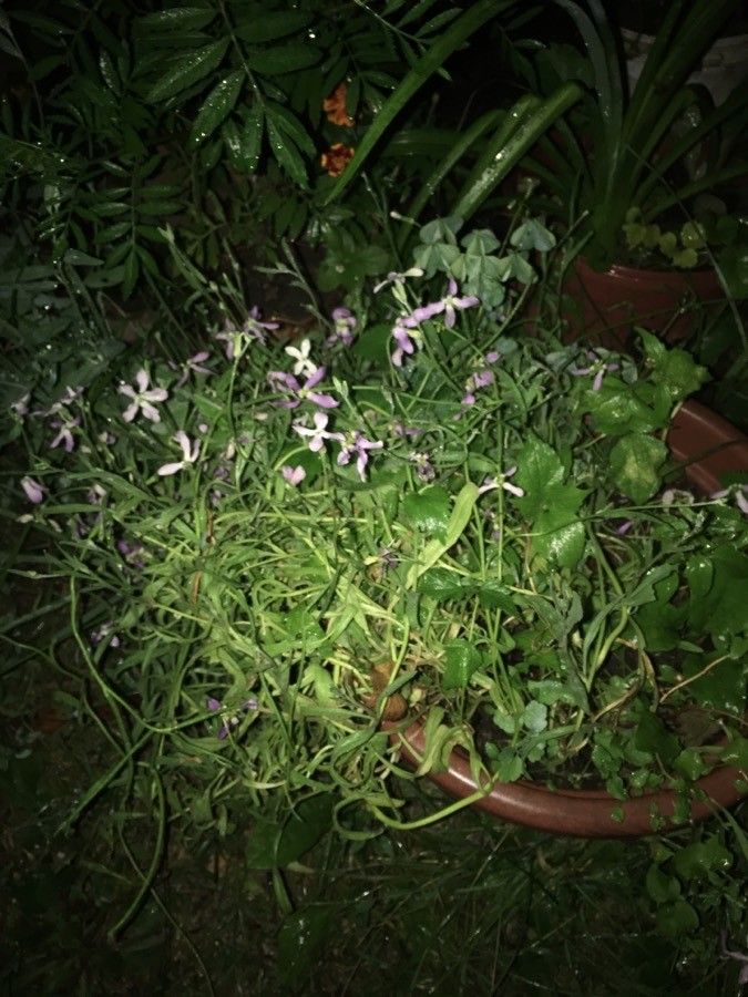 Matthiola longipetala — search result for 'Matthiola'