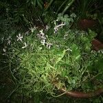 Matthiola longipetala