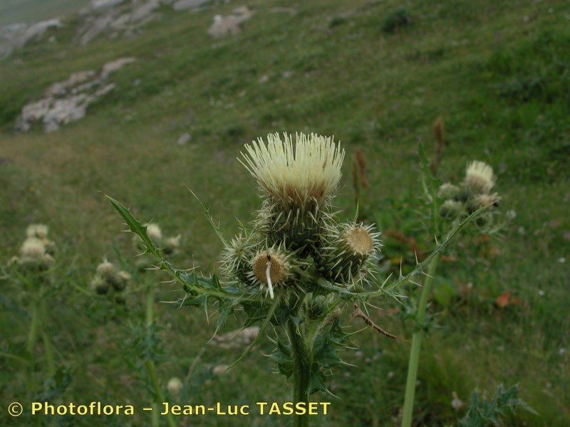 Cirsium x flavescens flower