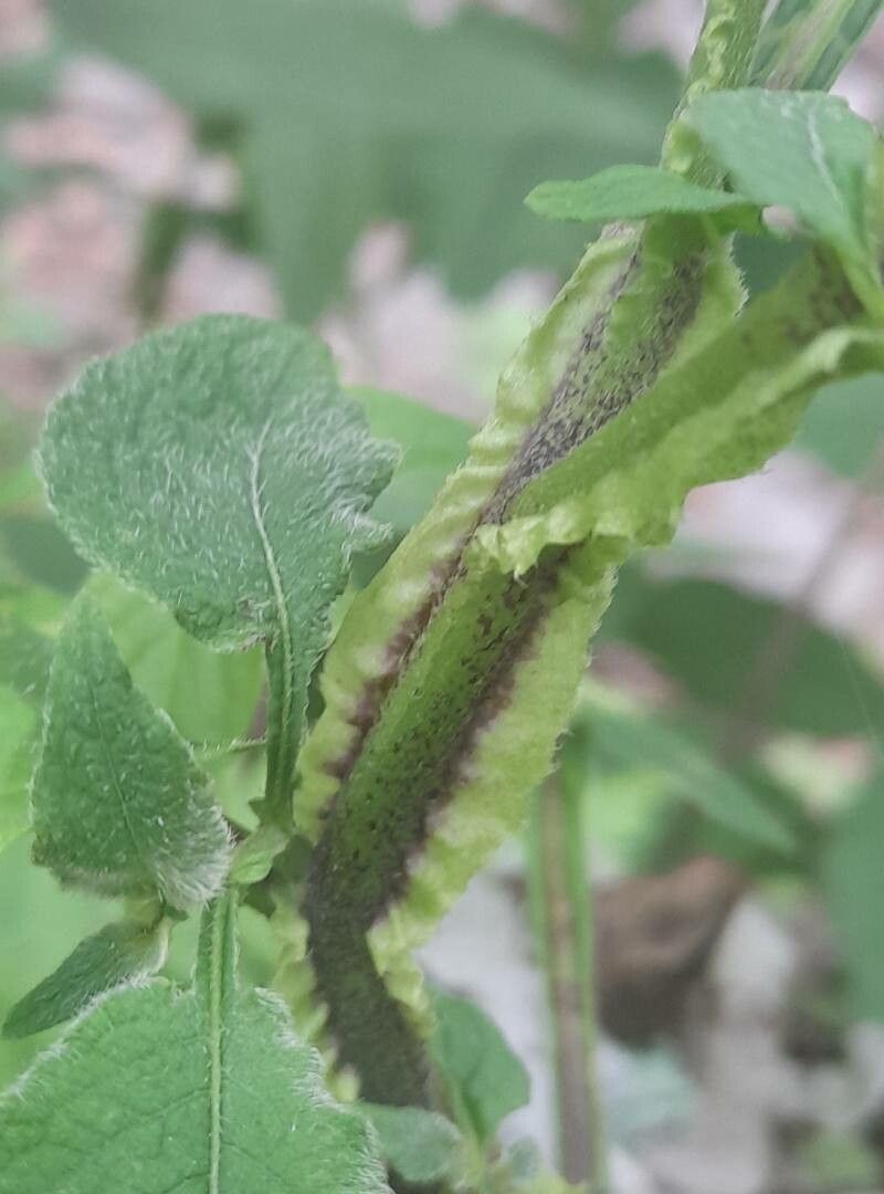Solanum microdontum bark
