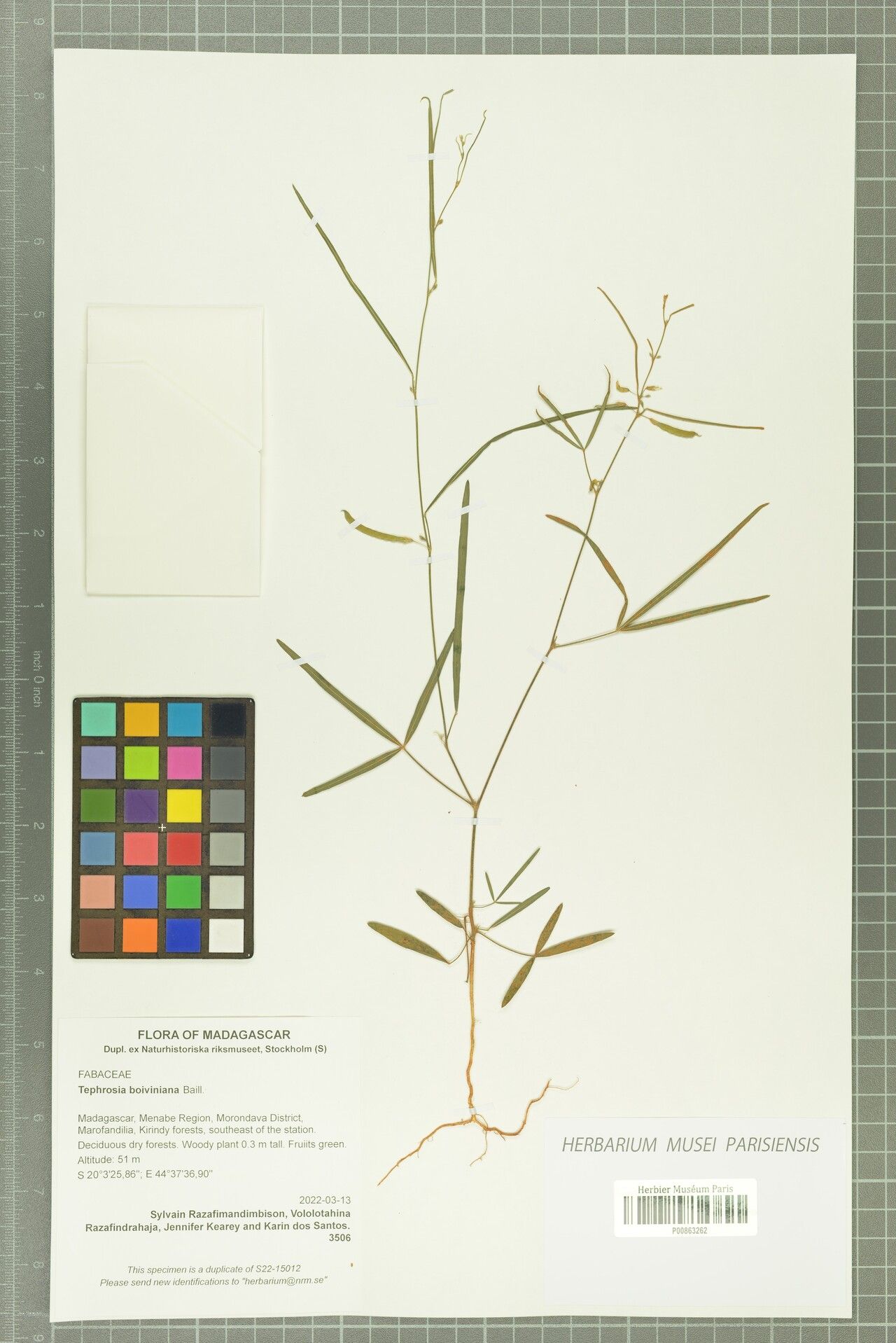 Tephrosia boiviniana — search result for 'Tephrosia'