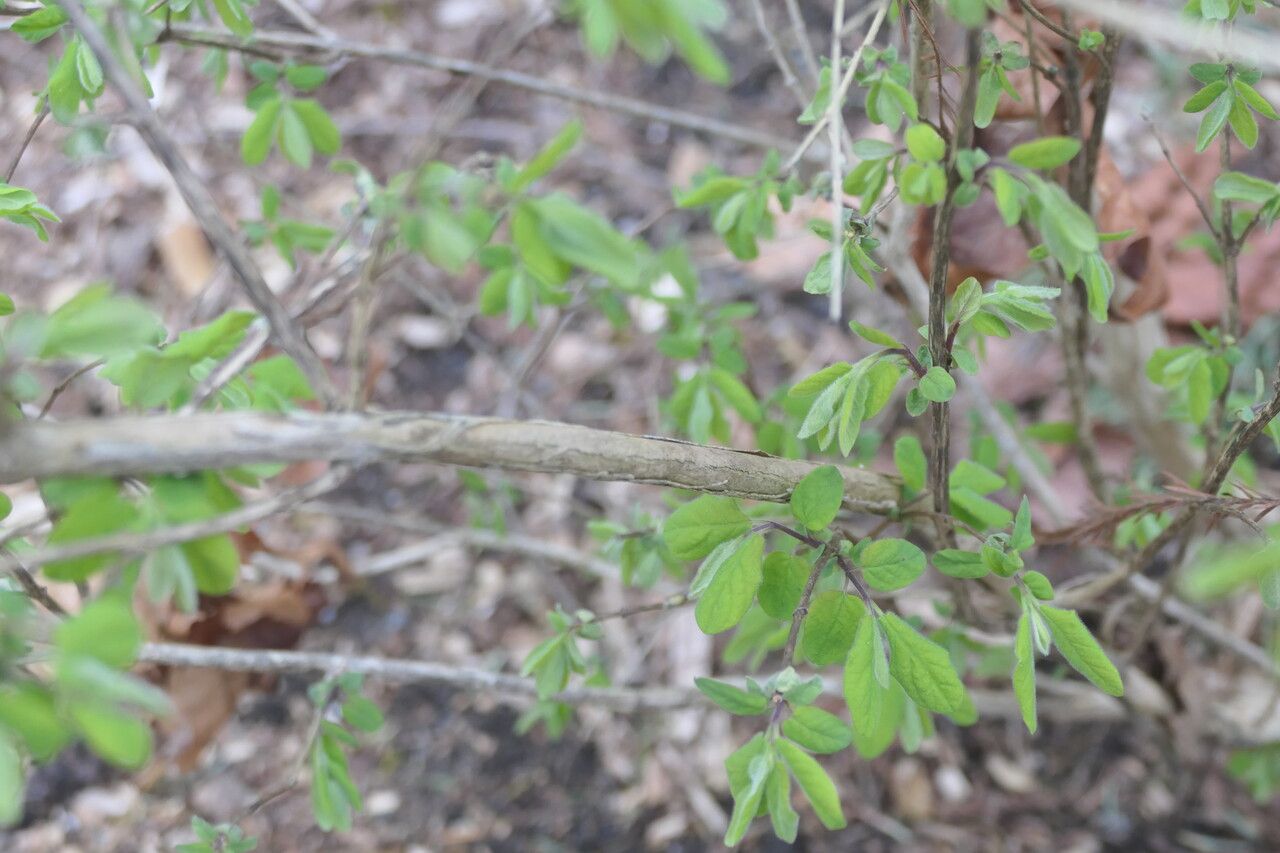 Lonicera purpurascens bark