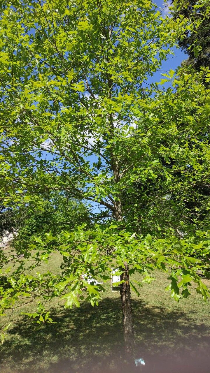 Quercus lobata habit