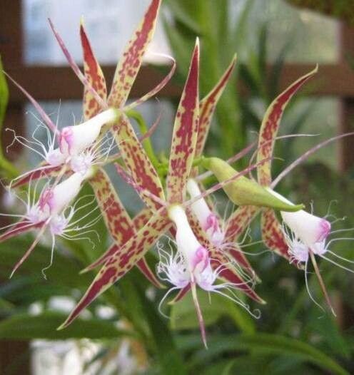 Epidendrum criniferum — search result for 'Epidendrum'
