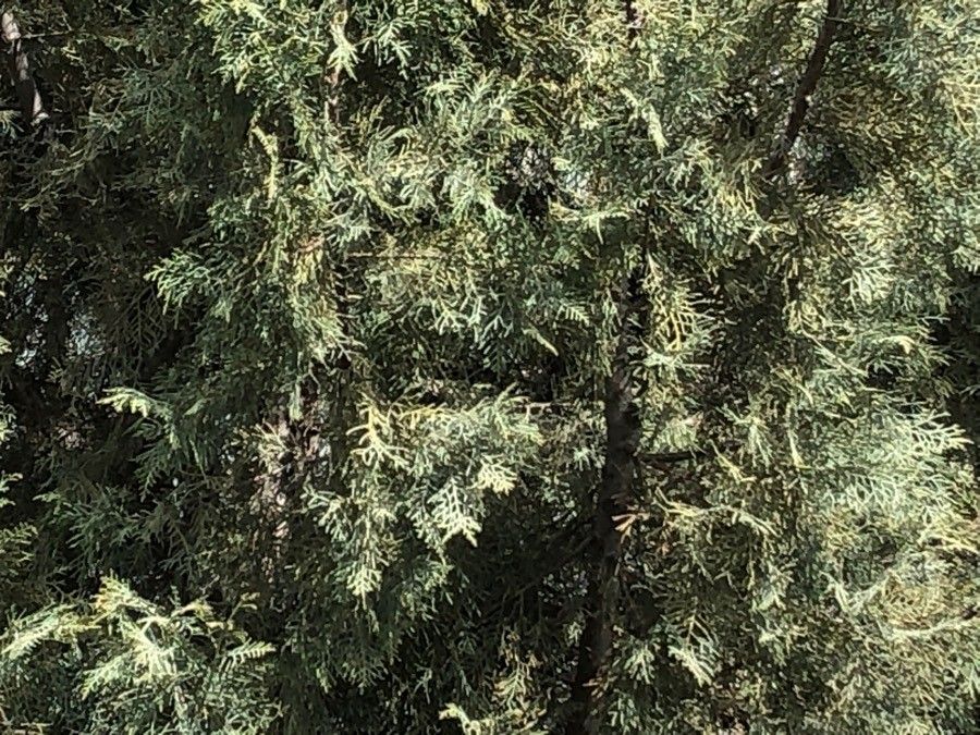 Cupressus dupreziana leaf