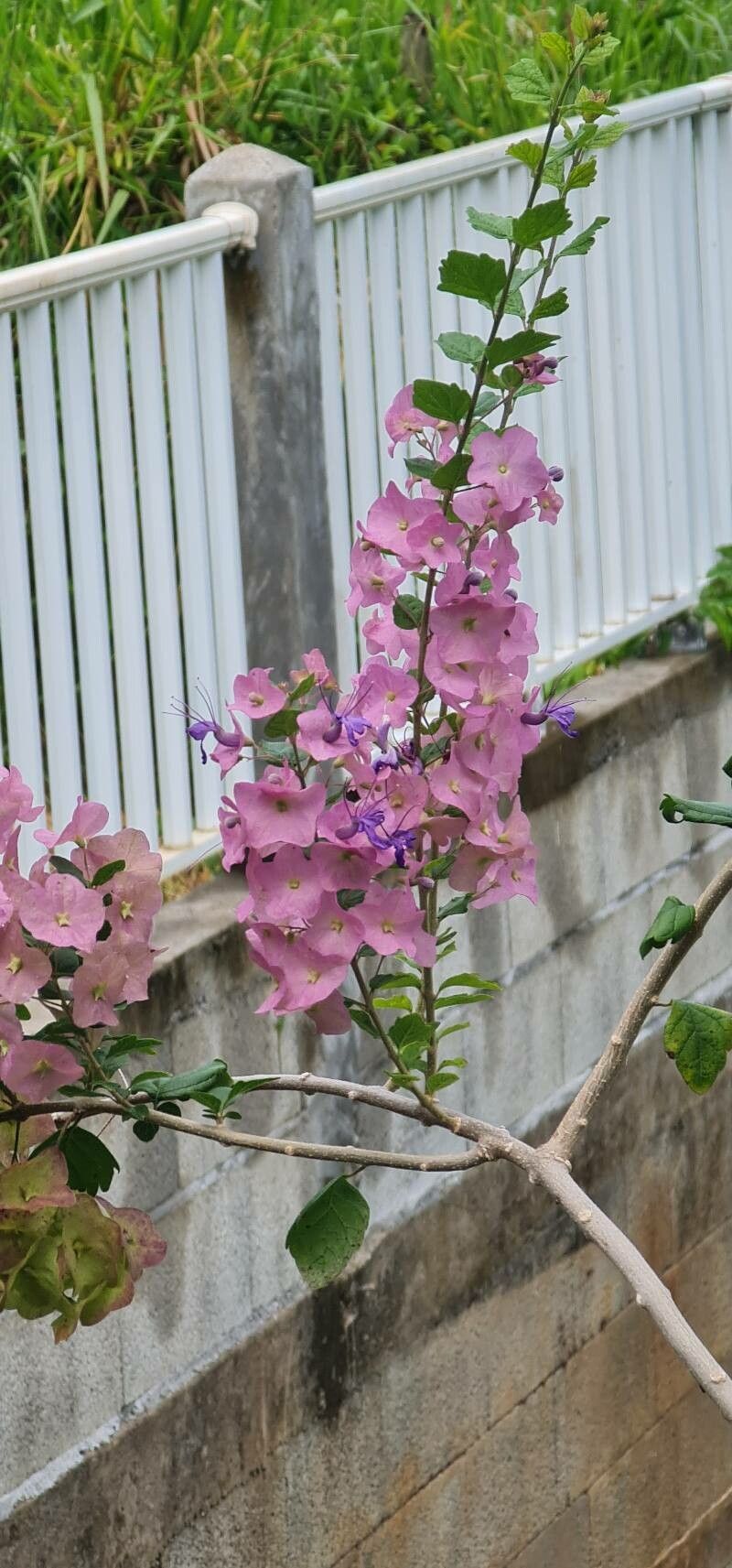 Karomia speciosa flower