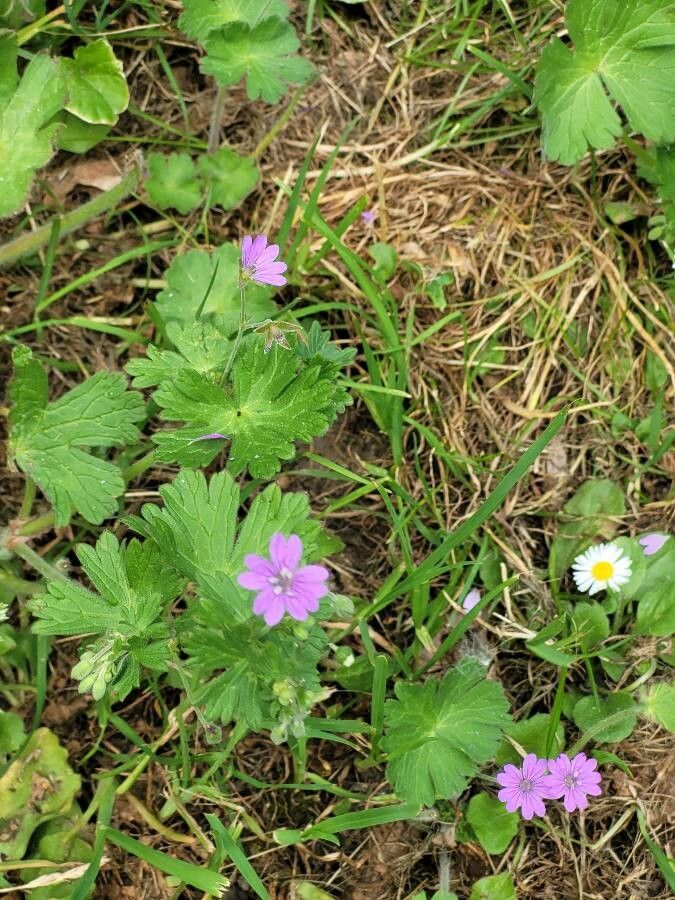 Geranium spp. — houseplant care guide