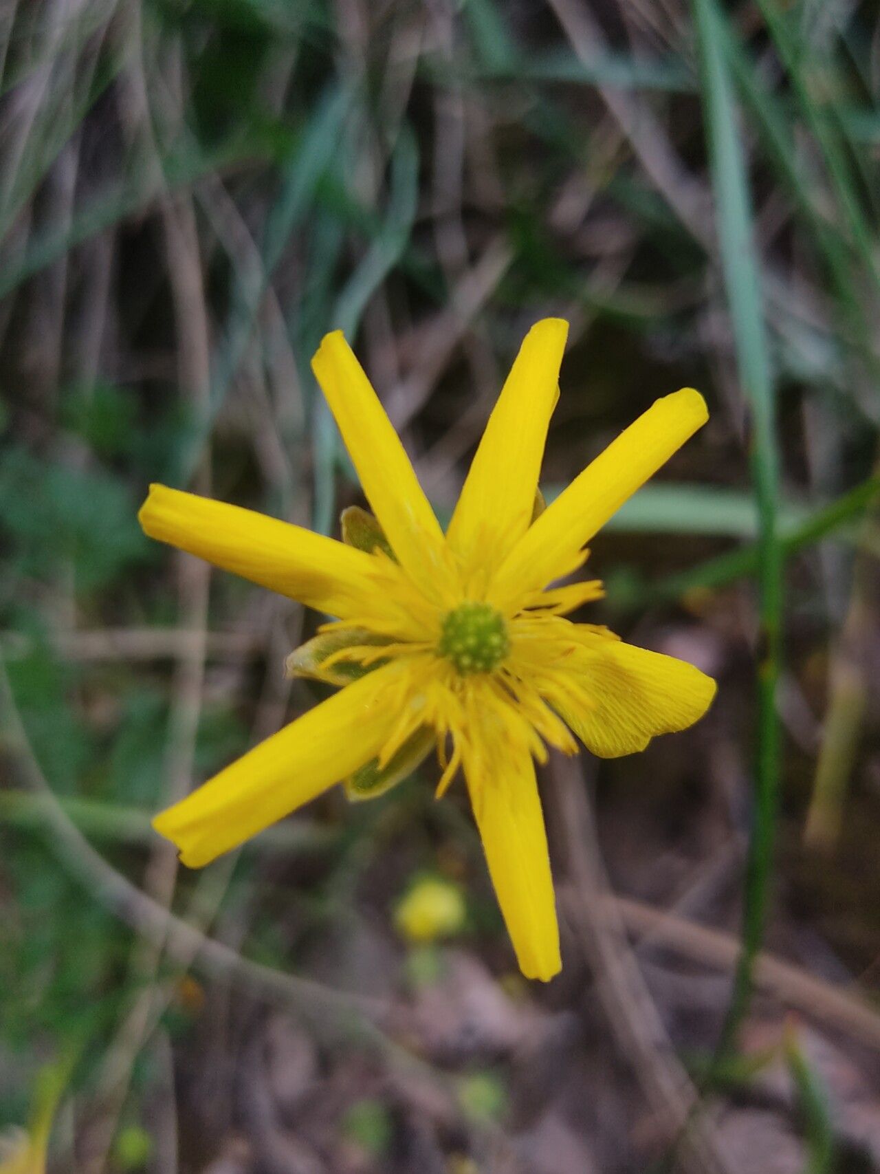 Isoetes durieui flower