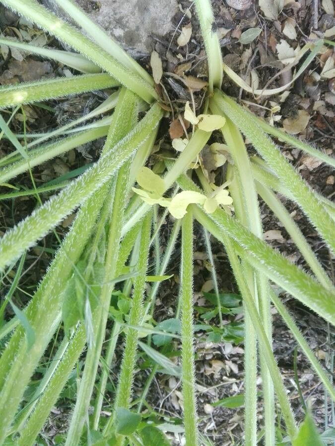 Opopanax chironium bark