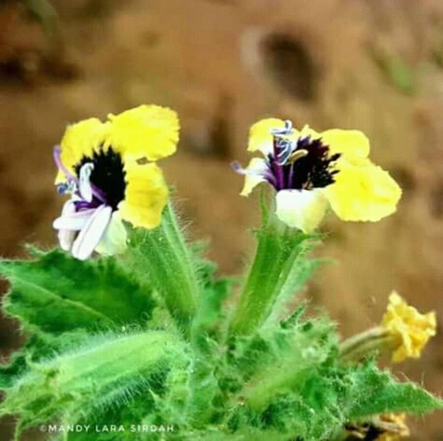 Hyoscyamus aureus flower