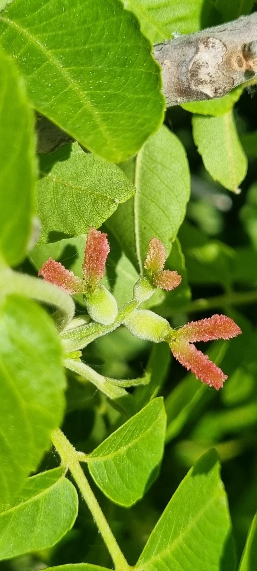 Juglans × intermedia flower