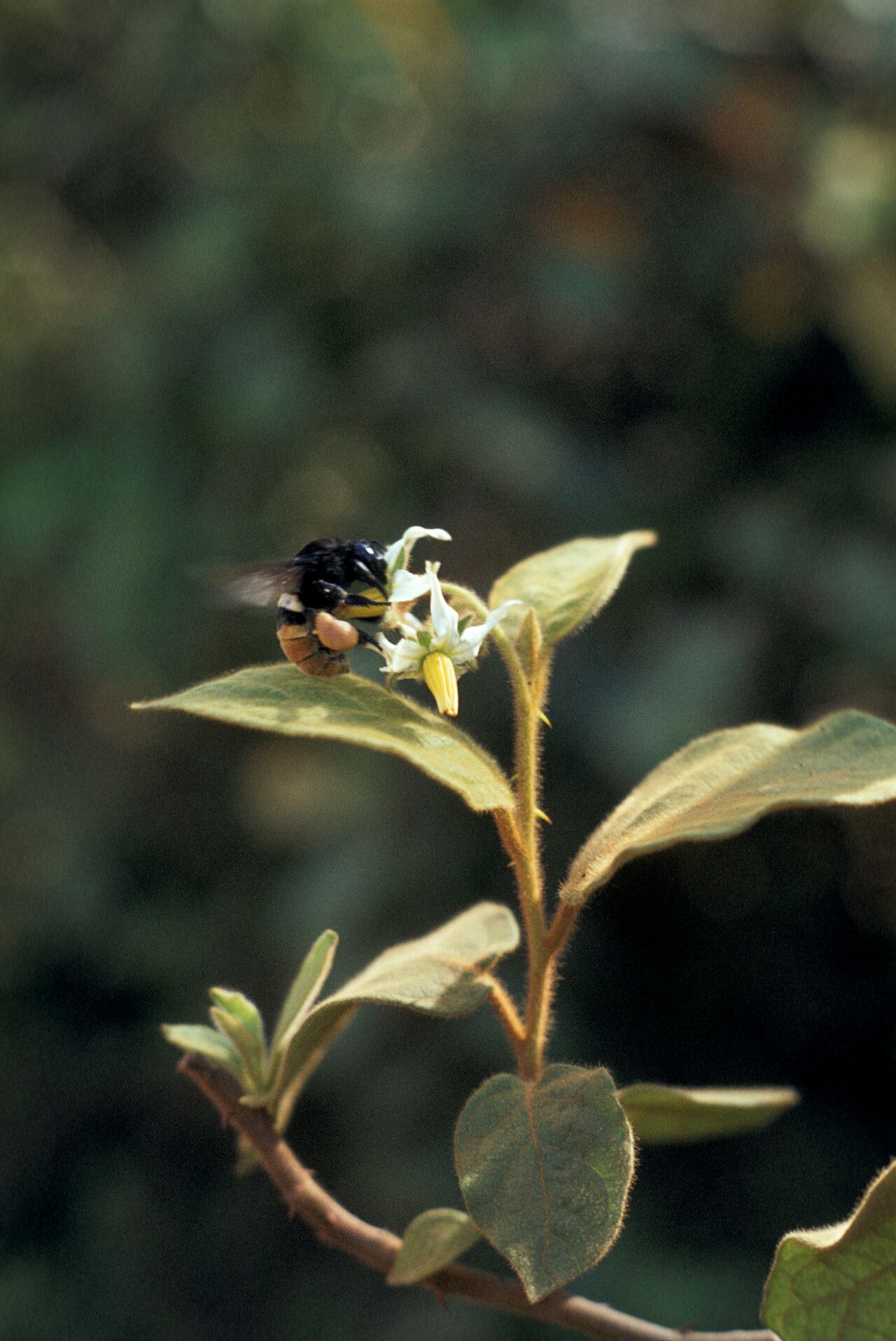 Solanum velutinum flower