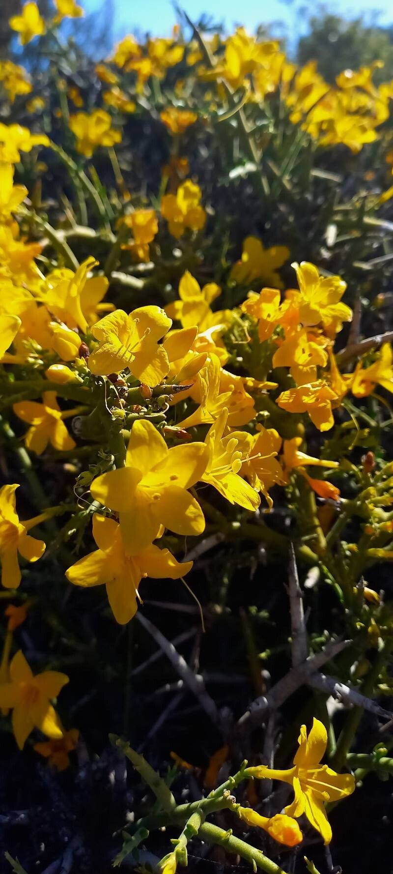Menodora robusta flower