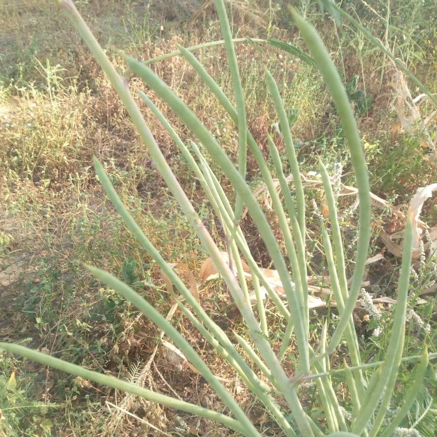 Sesbania bispinosa fruit