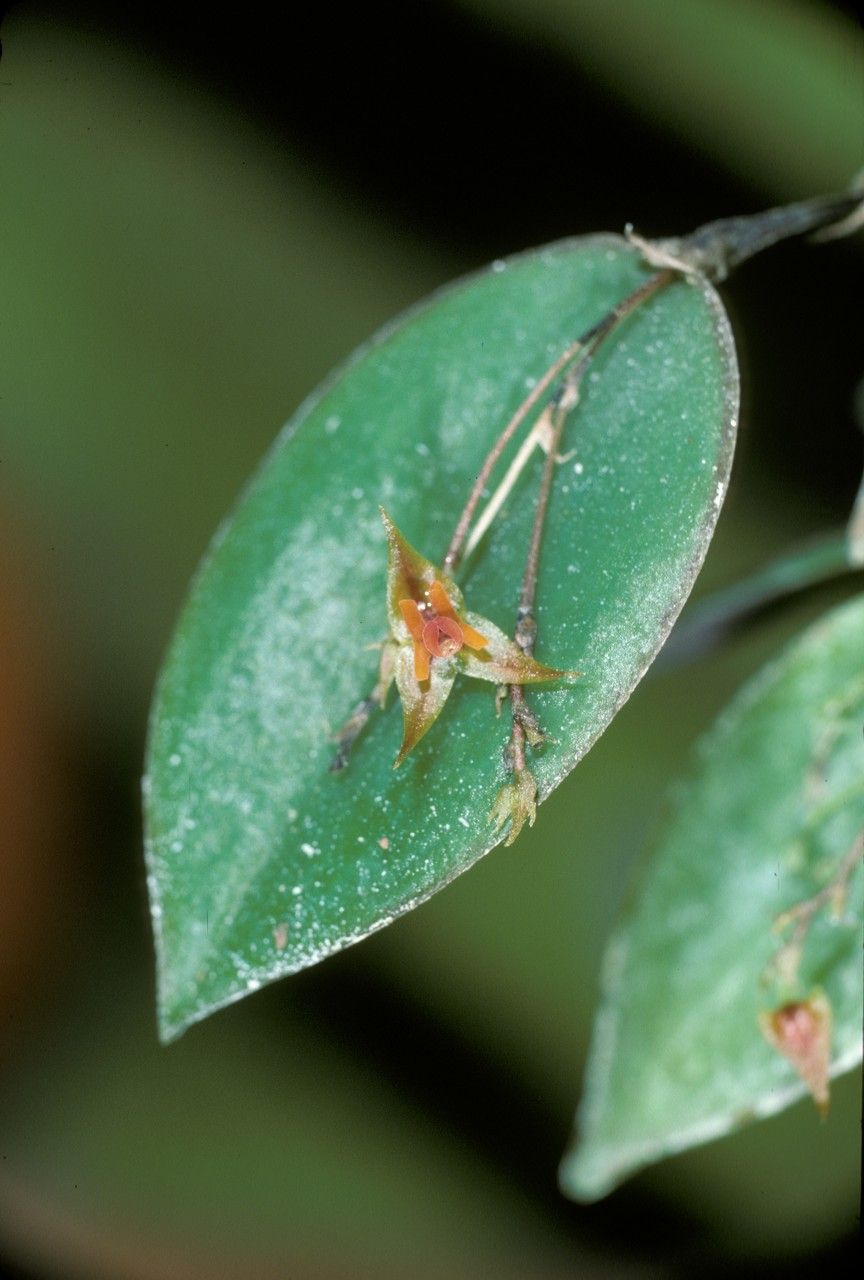 Lepanthes divaricata — related species from the same genus